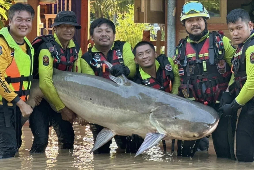 Lele Raksasa 300 Kg Ditemukan di Lokasi Banjir Chiang Mai Thailand